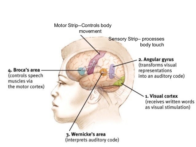 sensory strip brain Sensory strip brain